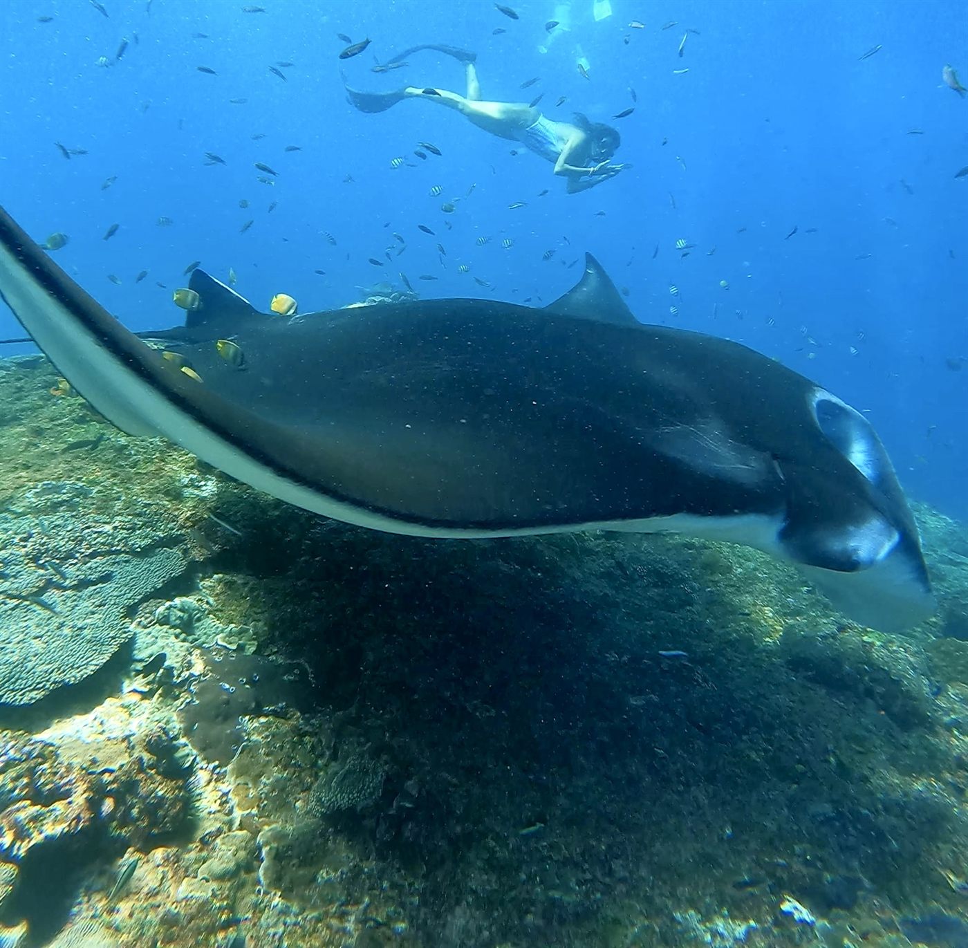 A manta ray gliding past a freediver in Bali