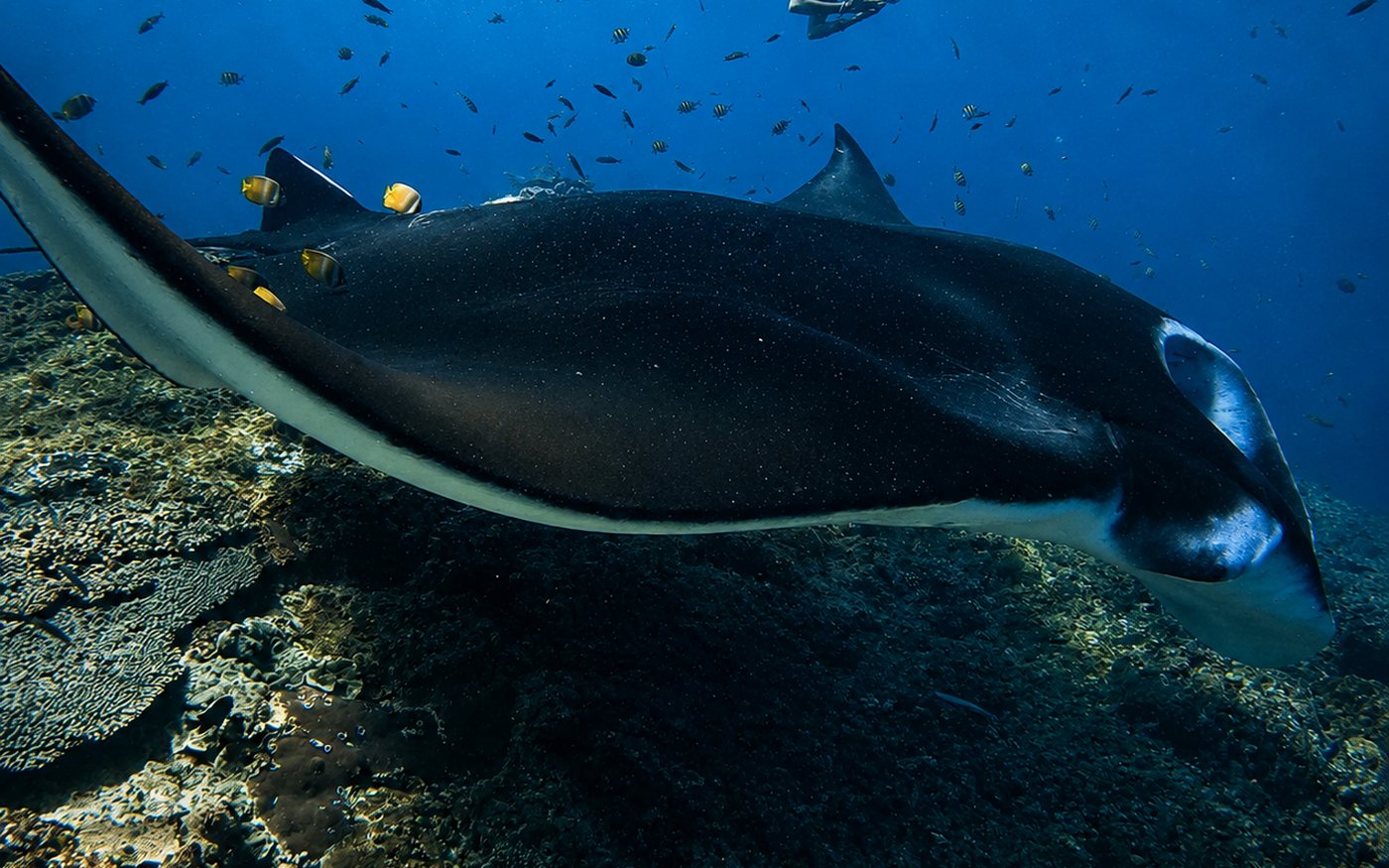 A manta ray over the reef at Nusa Penida, Bali