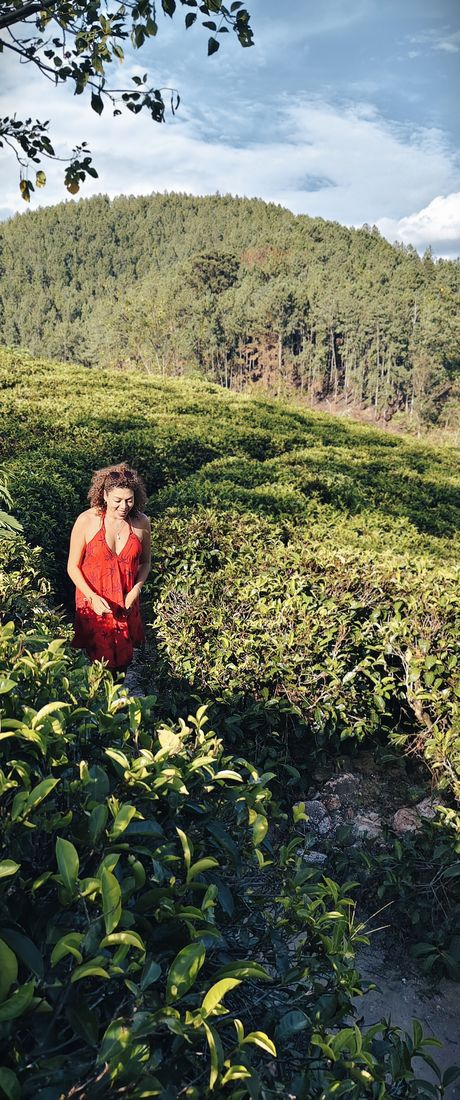 In the tea gardens in a red dress, Sri Lanka